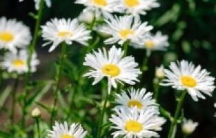 İş kadınlarından “Anneler Günü” mesajları