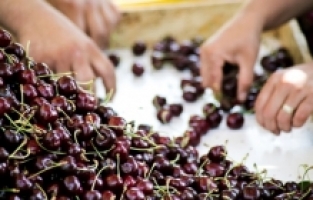 Kiraz ihracatında yeni rekor geldi