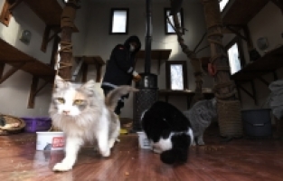 Sahipsiz kedilerin villa keyfi