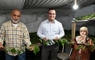 1 kutu ipekböceği ile 40 günde 4 bin TL gelir