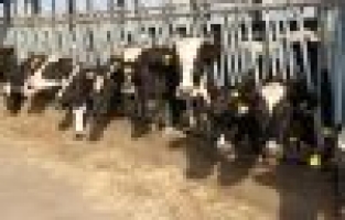 Hayvancılık sektöründe rota Bosna Hersek