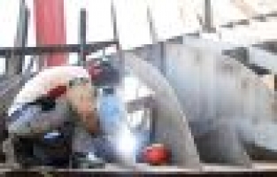 İş kazaları bahar aylarında artıyor