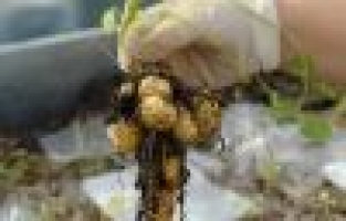 TÜBİTAK'a en çok tarımdan proje geldi